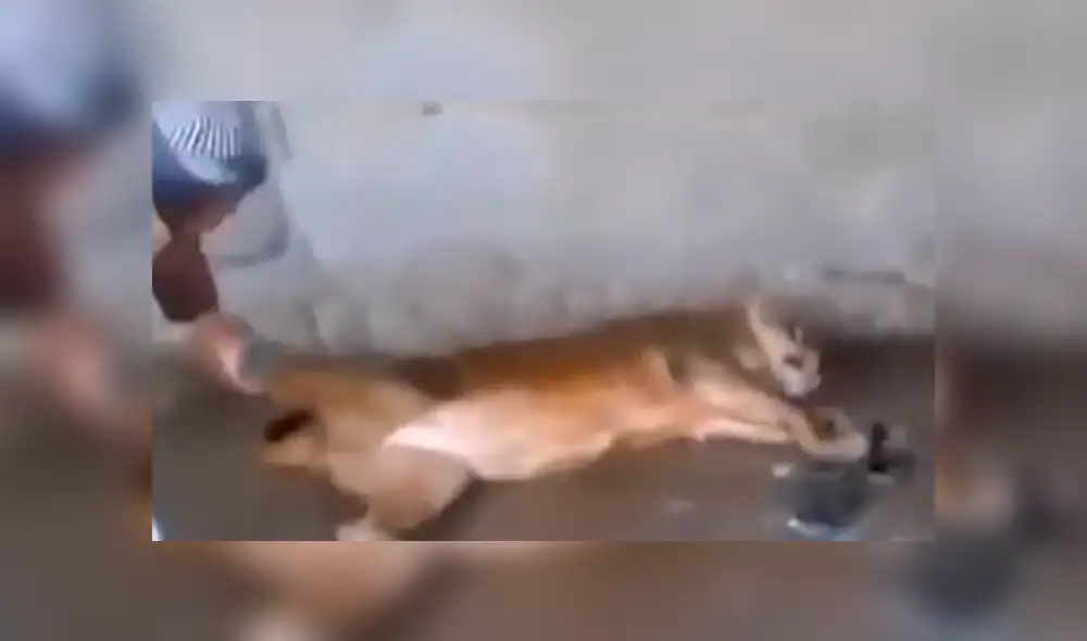 YouTube viral: Este león se dejó bañar cual pequeño gato por hombre que ingresó a su jaula [VIDEO] 