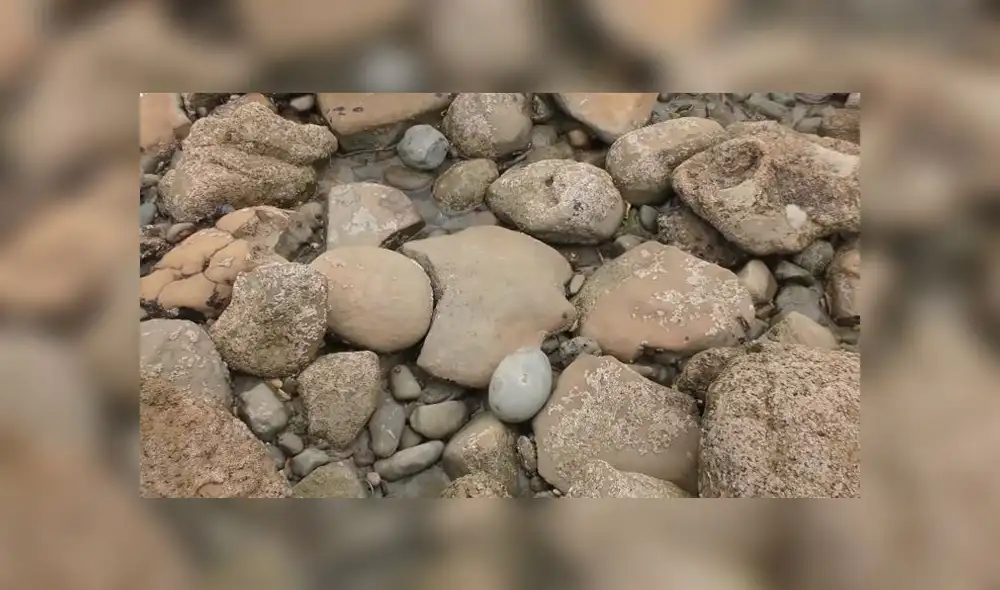 Desliza las imágenes para ver el increíble hallazgo que hizo un paleontólogo en el interior de una extraña roca. Foto: Newsflare Desliza las imágenes para ver el increíble hallazgo que hizo un paleontólogo en el interior de una extraña roca. Foto: Newsflare