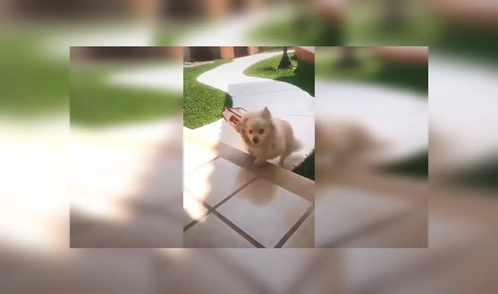 Desliza las imágenes hacia la izquierda para apreciar la conmovedora acción de un perro al obedecer a su dueña.