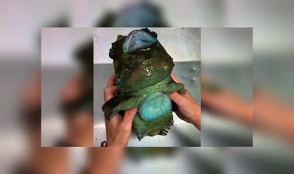 10 extrañas criaturas capturadas en el fondo del mar cuyo aspecto asusta a todos [FOTOS]