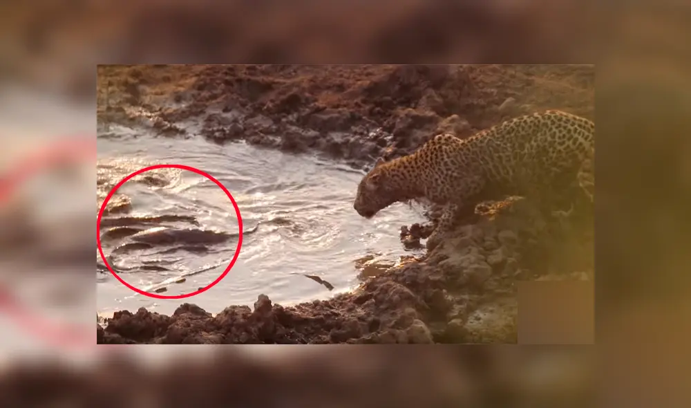 Hambriento leopardo se acerca a charco de peces y sucede algo desgarrador [VIDEO]