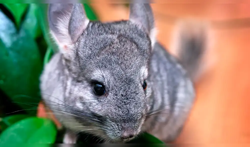 Científicos intentan evitar que la chinchilla, otorongo y manatí se extingan 