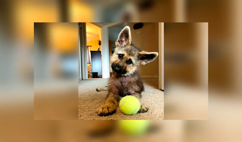 Ranger, el pequeño pastor alemán que nunca crecerá debido a una extraña condición [FOTOS]