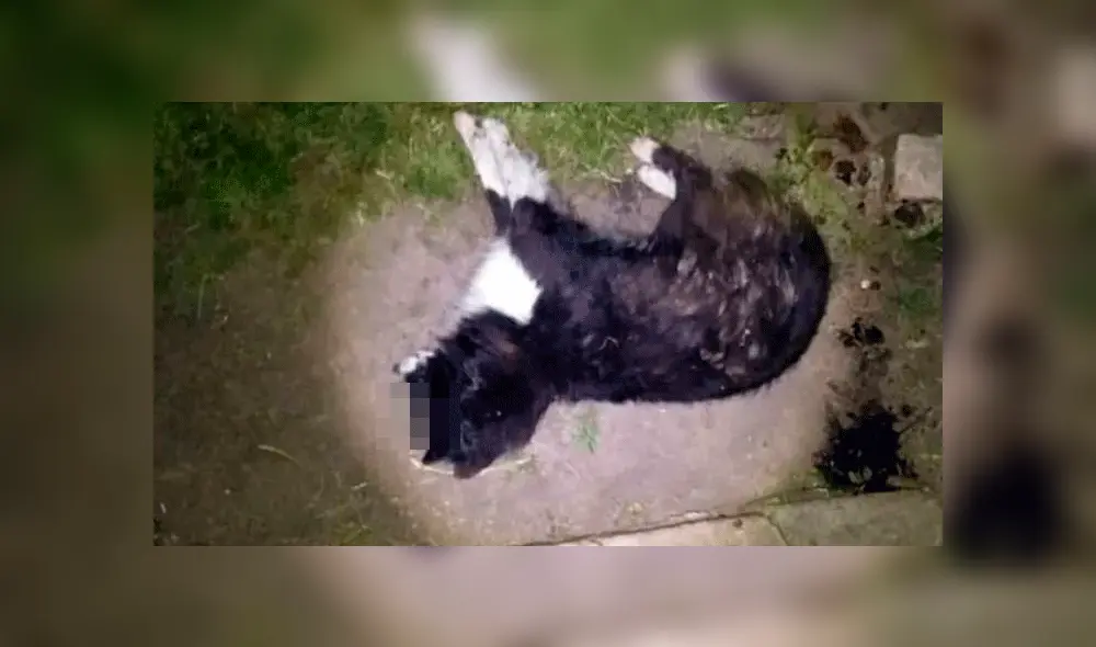 Murió Malevo, el perro que fue baleado por unos ladrones al defender a una pareja de ancianos