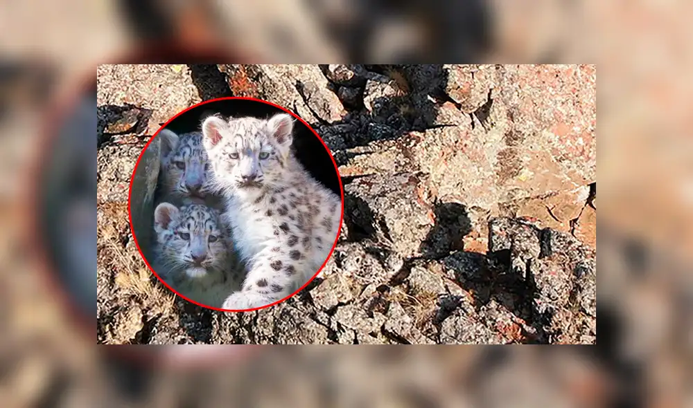 El desafío visual consiste en hallar a cuatro crías de leopardos en menos de 10 segundos. ¿Podrás hacerlo? Foto: captura