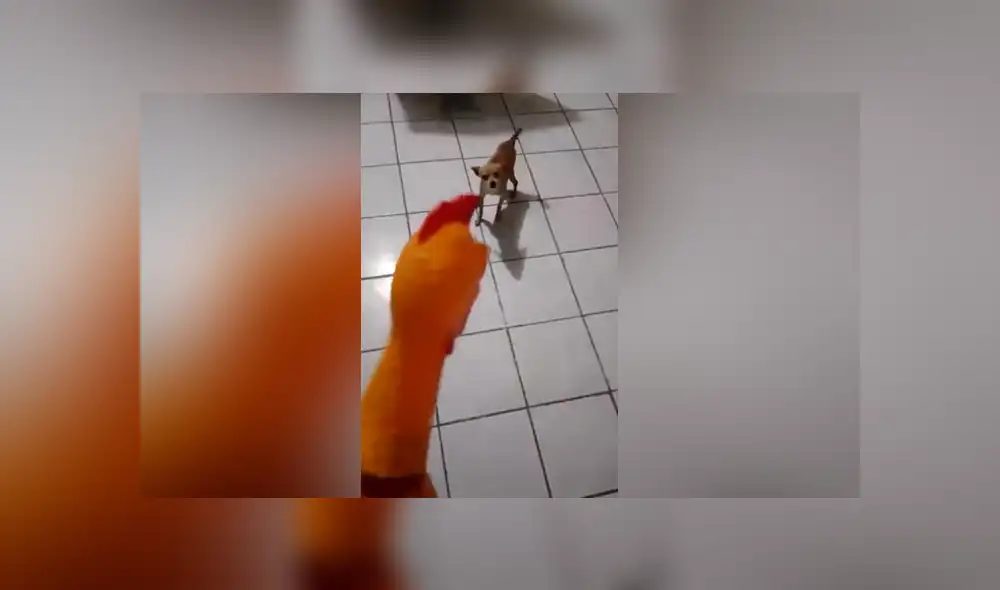 YouTube viral: no imaginarás lo que sucedió cuando un chihuahua rabioso intentó pelear con un pollo de hule [VIDEO] 