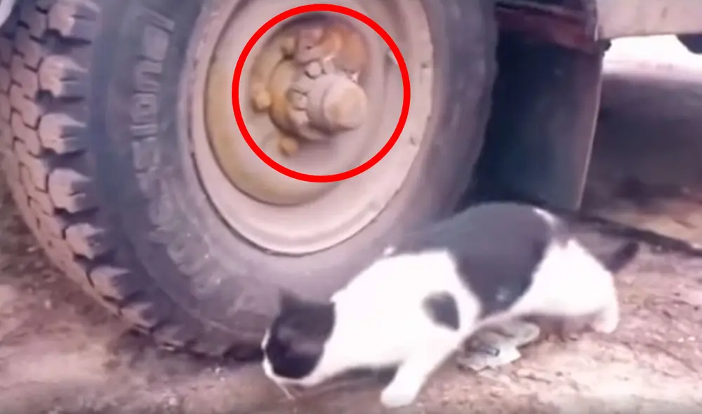 Desliza las imágenes para descubrir la rápida acción de un roedor para escapar de las garras de un gato. Foto: captura de Facebook Desliza las imágenes para descubrir la rápida acción de un roedor para escapar de las garras de un gato. Foto: captura de Facebook