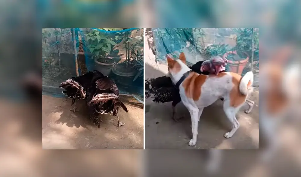 Video es viral en YouTube. Hombre grabó el curioso comportamiento que tuvo su perro cuando vio que dos de sus pavos estaban enfrascados en una feroz pelea
