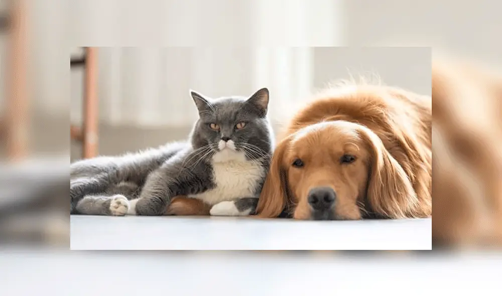 Perros y gatos: ¿cuál de las dos mascotas es la más fiel?