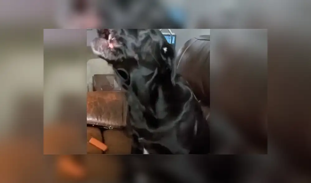 Youtube viral: Perro cumpleañero se une al canto de su dueña y conmueve a las redes [VIDEO]