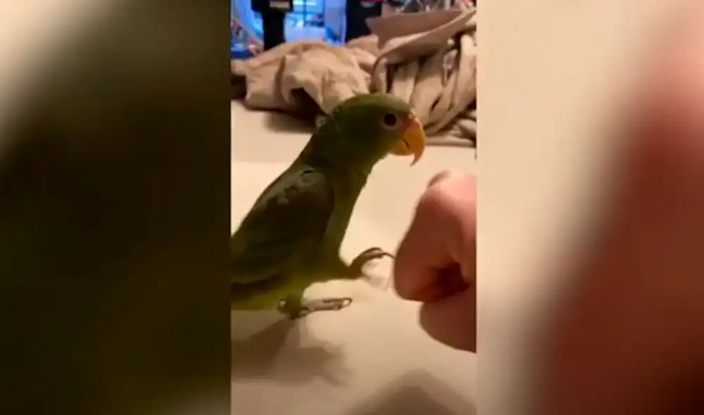 Desliza las imágenes para conocer la destreza de un loro al juntar su pata con el puño de su dueño. Foto: Caters Clips