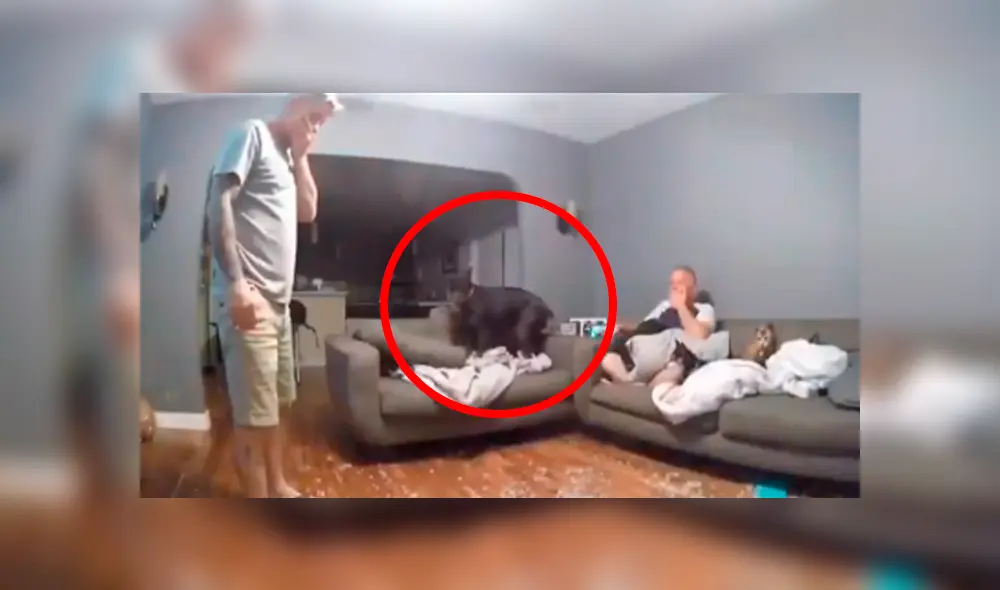 Desliza las imágenes hacia la izquierda para apreciar el terrible accidente que protagonizó un perro. Desliza las imágenes hacia la izquierda para apreciar el terrible accidente que protagonizó un perro.