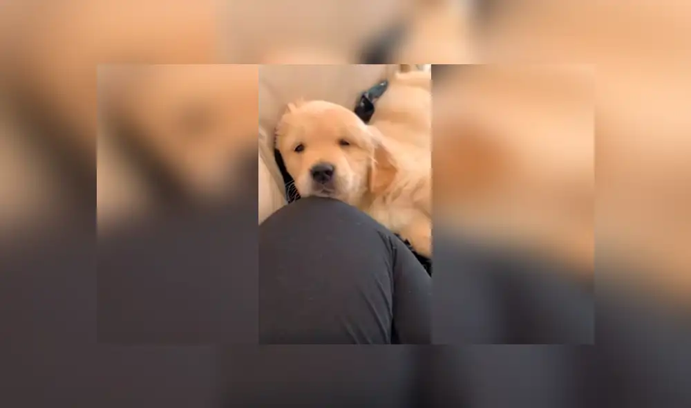 Desliza las imágenes para conocer el tierno comportamiento de un perro al intentar mantenerse despierto.