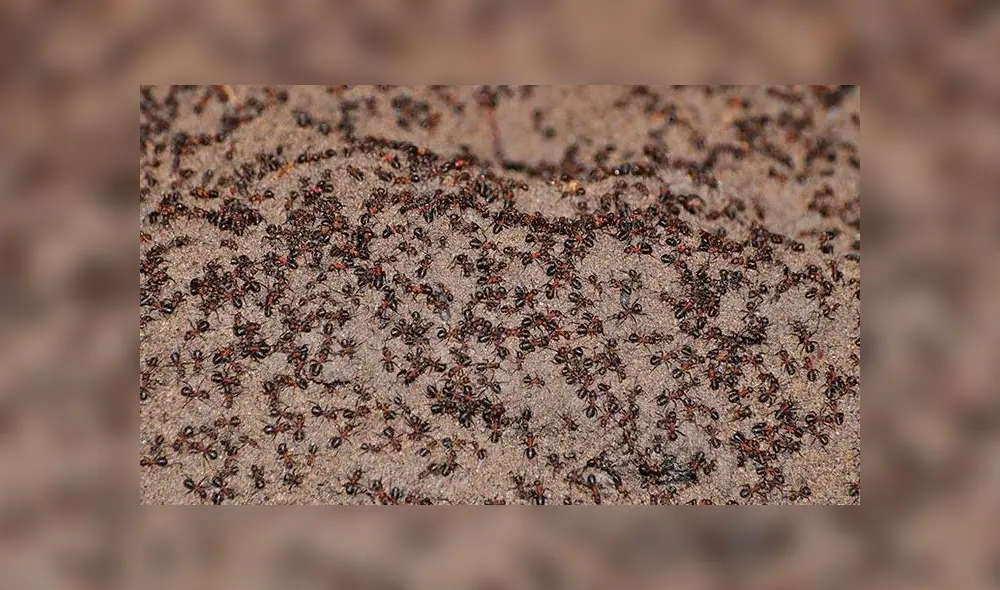 Las hormigas de la especie Formica polyctena no tenían forma de reproducirse, pero aún así mantuvieron su población. Foto: The Journal of Hymenoptera. Las hormigas de la especie Formica polyctena no tenían forma de reproducirse, pero aún así mantuvieron su población. Foto: The Journal of Hymenoptera.