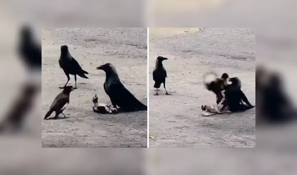 El pichón estaba atrapado bajo las patas de uno de los cuervos, que quería devorarlo. Foto: captura