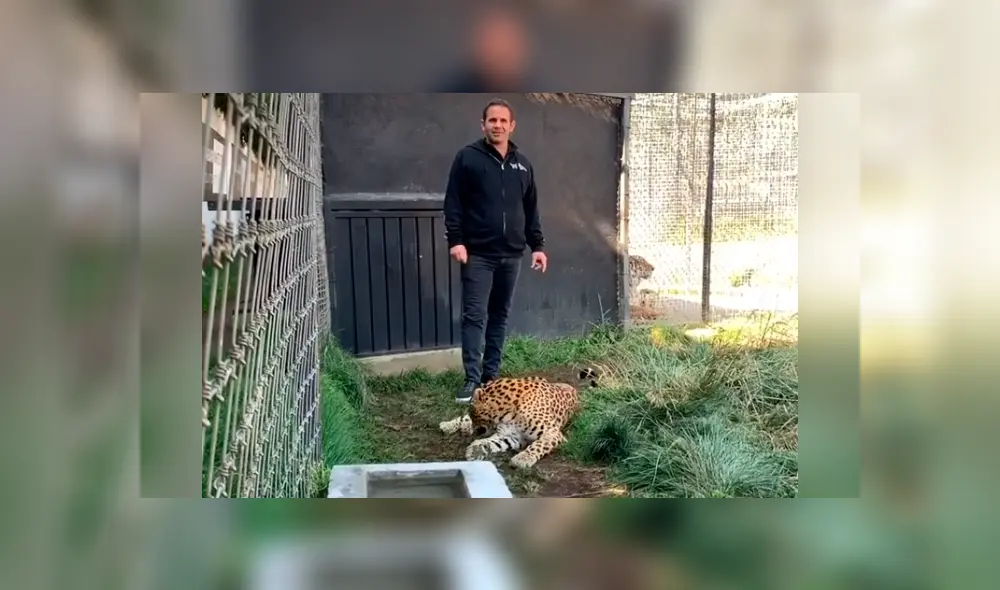 Desliza hacia la izquierda para ver la reacción del felino con su dueño, escena que es viral en Facebook. Desliza hacia la izquierda para ver la reacción del felino con su dueño, escena que es viral en Facebook.