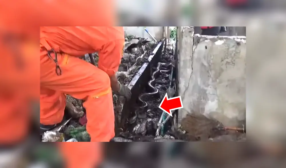 Alza bloque de cemento y en la basura halla enorme serpiente infestada de cucarachas [VIDEO] 