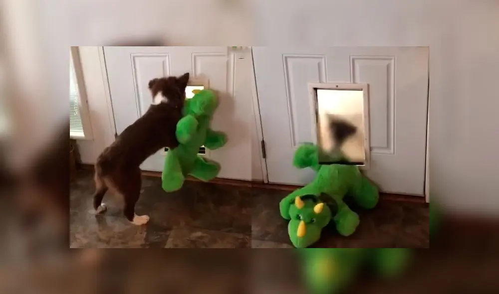 Desliza las imágenes para ver la furiosa reacción de un perro celoso al ver a la nueva 'mascota' de su dueña. Foto: Woof Woof Desliza las imágenes para ver la furiosa reacción de un perro celoso al ver a la nueva 'mascota' de su dueña. Foto: Woof Woof