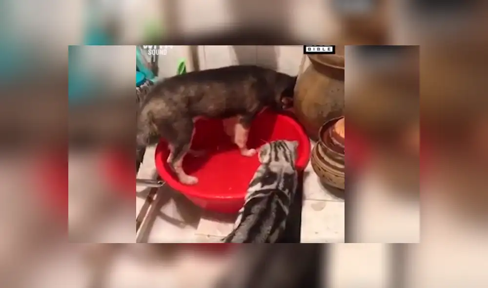 Facebook viral: gato descubre a perro 'malcriado' causar destrozos en su bañera y así lo reprende [VIDEO] 