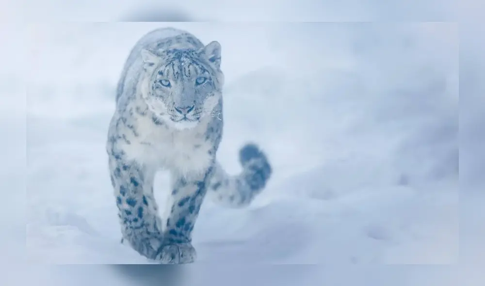 La especie fue captada ante la falta de visitantes en el lugar. Fuente: Aleksandr Denisyuk. La especie fue captada ante la falta de visitantes en el lugar. Fuente: Aleksandr Denisyuk.