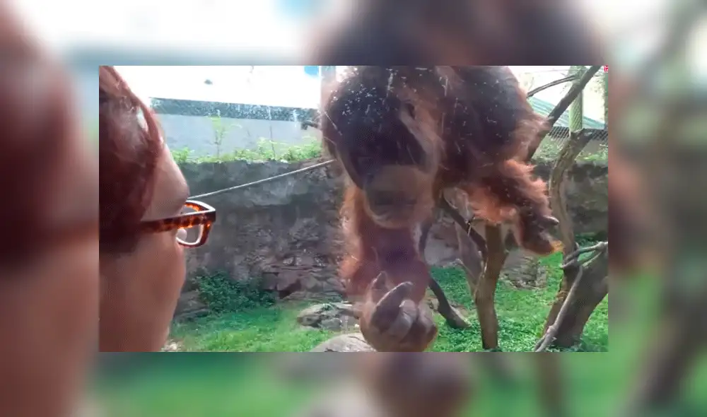 Facebook viral: orangután conoce a bebé por primera vez y conmueve a miles con su reacción [VIDEO]