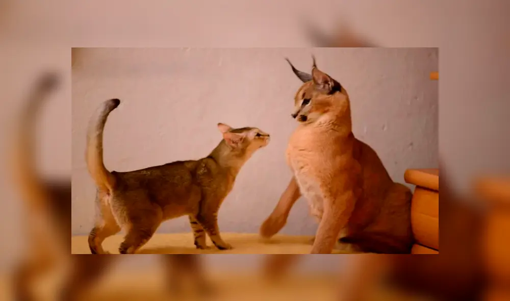 Desliza para ver el aspecto de este felino híbrido que sorprendió a todos en YouTube. Foto: Captura. Desliza para ver el aspecto de este felino híbrido que sorprendió a todos en YouTube. Foto: Captura.
