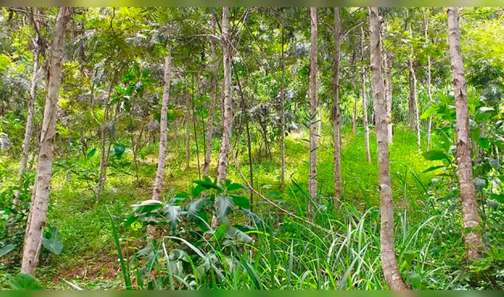 La reforestación se ubica en una de las zonas críticas de la cuenca Catamayo Chira.
