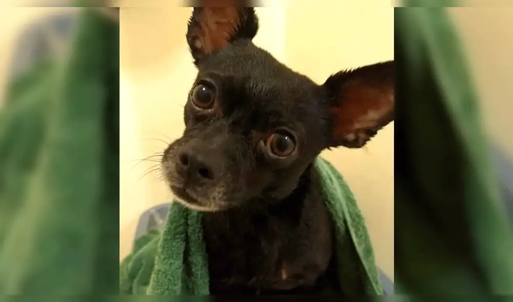 Perro gana fortuna en concurso de Facebook y ladrones intentan robar su dinero [VIDEO]