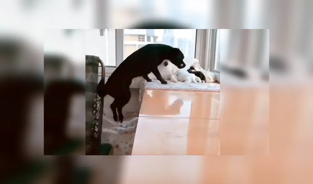 En Facebook, un perro conmovió al brindarle alimento a su pareja que estaba echada junto a sus bebés. En Facebook, un perro conmovió al brindarle alimento a su pareja que estaba echada junto a sus bebés.