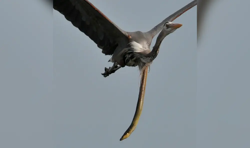 La anguila perforó el cuello del ave para poder liberarse. Foto: Sam Davis La anguila perforó el cuello del ave para poder liberarse. Foto: Sam Davis