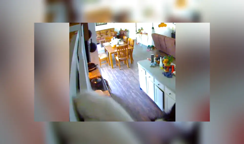 Un video viral muestra el momento en el que un hombre descubre quién movía las cosas dentro de su hogar mientras estaba ausente.