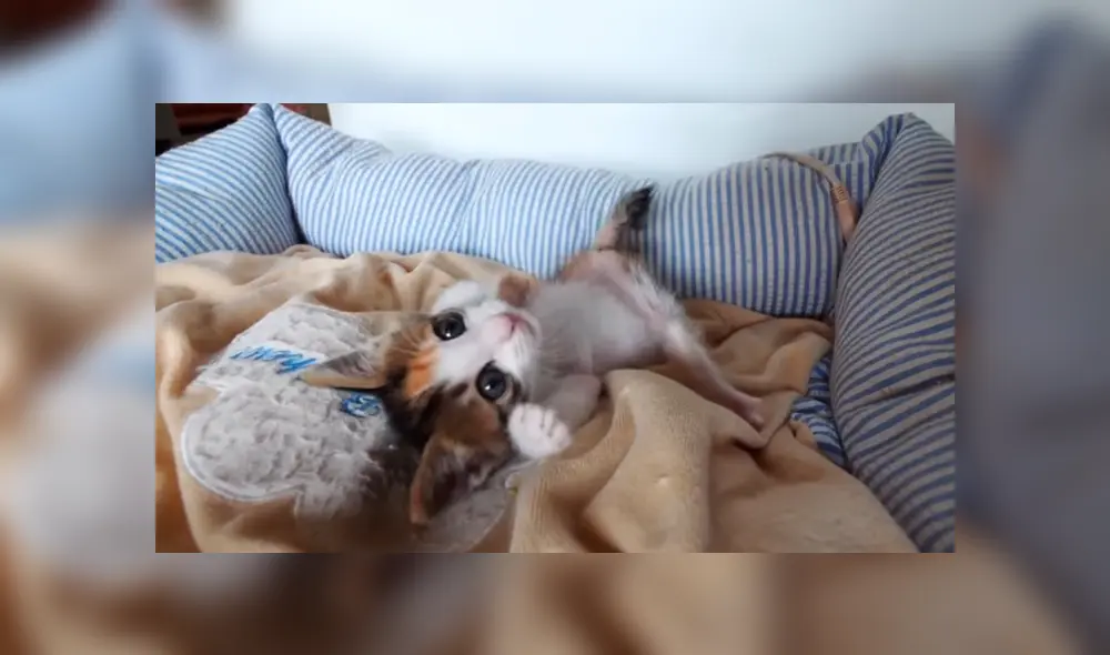 YouTube viral: gata discapacitada vuelve a ver a su bebé luego de meses y protagoniza emotivo reencuentro YouTube viral: gata discapacitada vuelve a ver a su bebé luego de meses y protagoniza emotivo reencuentro