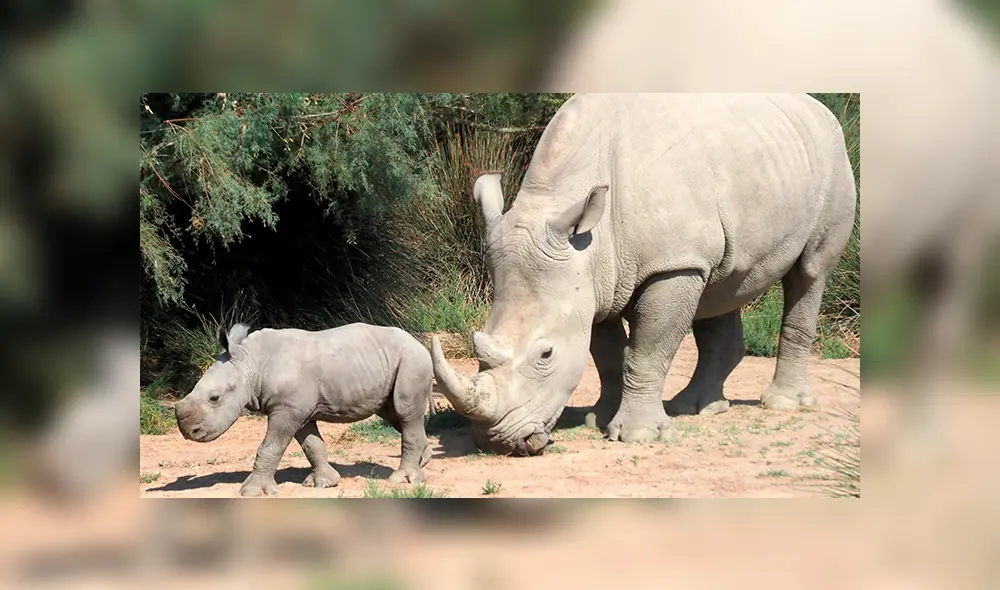 Rinoceronte nació en Zoológico de Miami por inseminación artificial