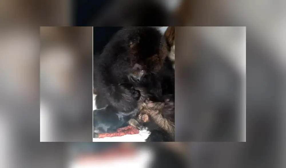 YouTube viral: mono ve a un perro por primera vez y su reacción conmueve a todos [VIDEO]