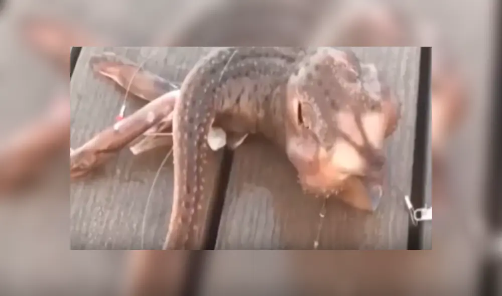 Desliza hacia la izquierda para ver el aspecto aterrador de la criatura que se viralizó en YouTube. Desliza hacia la izquierda para ver el aspecto aterrador de la criatura que se viralizó en YouTube.