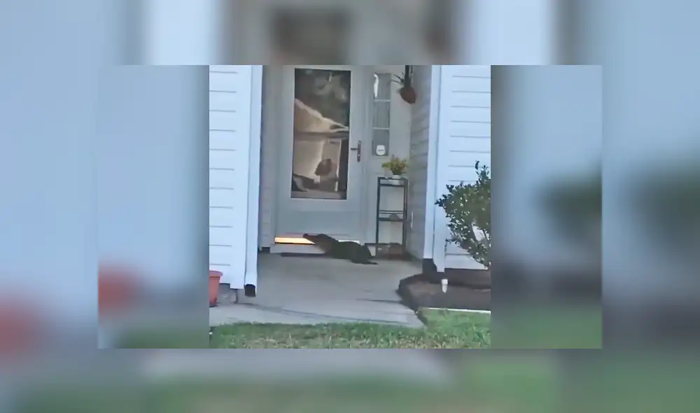 Facebook viral: llega a su casa y encuentra a misteriosa criatura tocando su puerta [VIDEO]