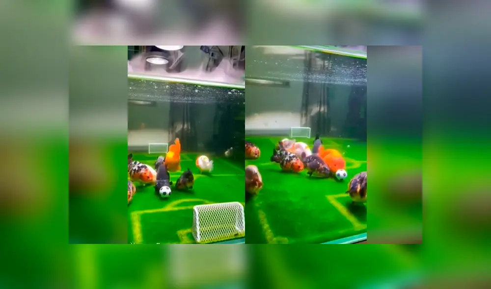 Desliza las fotografías para ver el vibrante ‘partido de fútbol’ que tuvieron estos peces. Foto: Captura/Newsflare