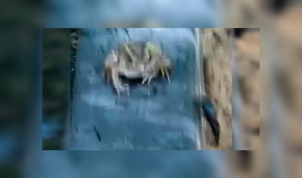 Escarabajo es engullido por feroz rana, sin imaginar que sobreviviría por su sabor repugnante [VIDEO] 