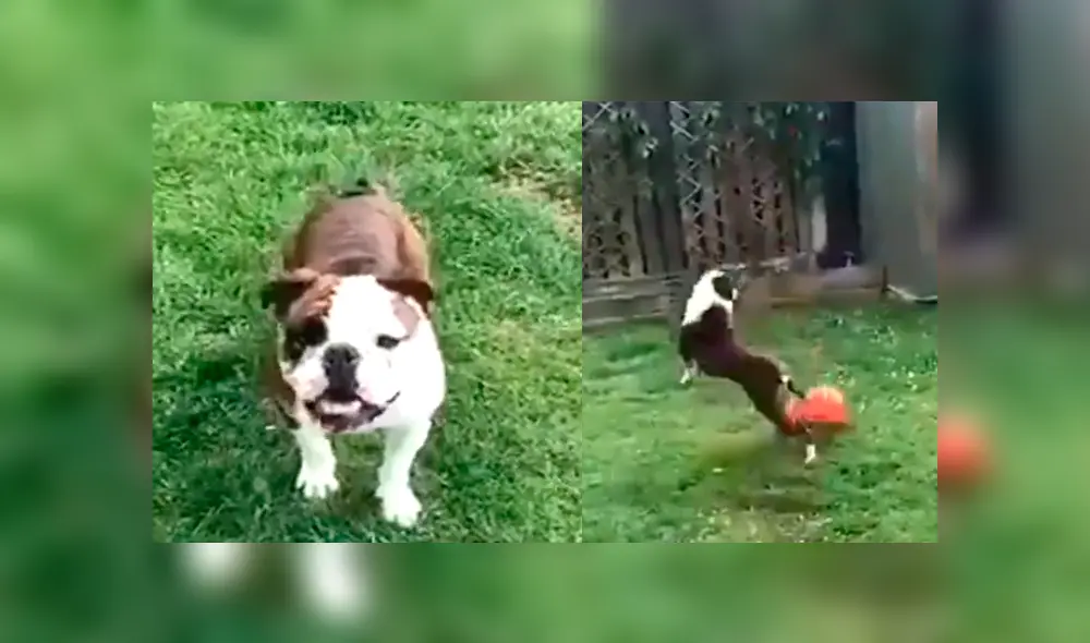 Perro demuestra su talento en el fútbol con sorprendentes “regates” y se vuelve viral [VIDEO]
