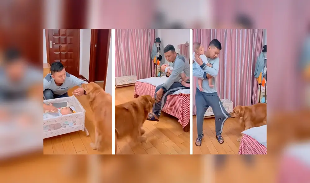 En Facebook, un perro no soportó la llegada de un recién nacido a su hogar y quiso obtener la atención de su dueño.