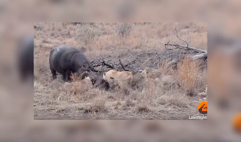 Enorme hipopótamo se enfrenta a voraces leones por su ‘presa’ y todo acaba de forma inesperada [VIDEO] 