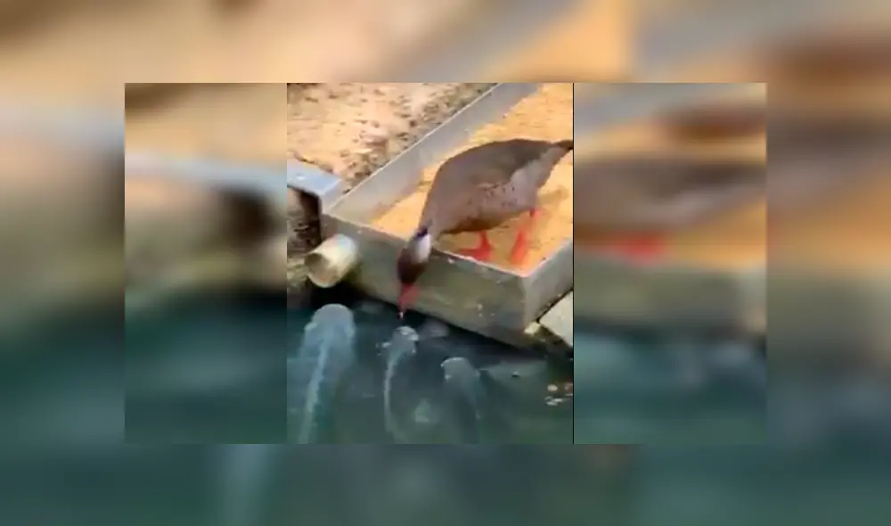 Vía Facebook. Turista registró el singular momento en que el ave saca parte de su alimento para dar de comer a un grupo de hambrientos peces Vía Facebook. Turista registró el singular momento en que el ave saca parte de su alimento para dar de comer a un grupo de hambrientos peces