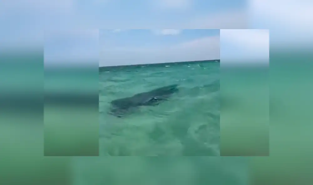 YouTube viral: extraño animal emerge del mar y bañistas quedan aterrados con su aspecto [VIDEO] 