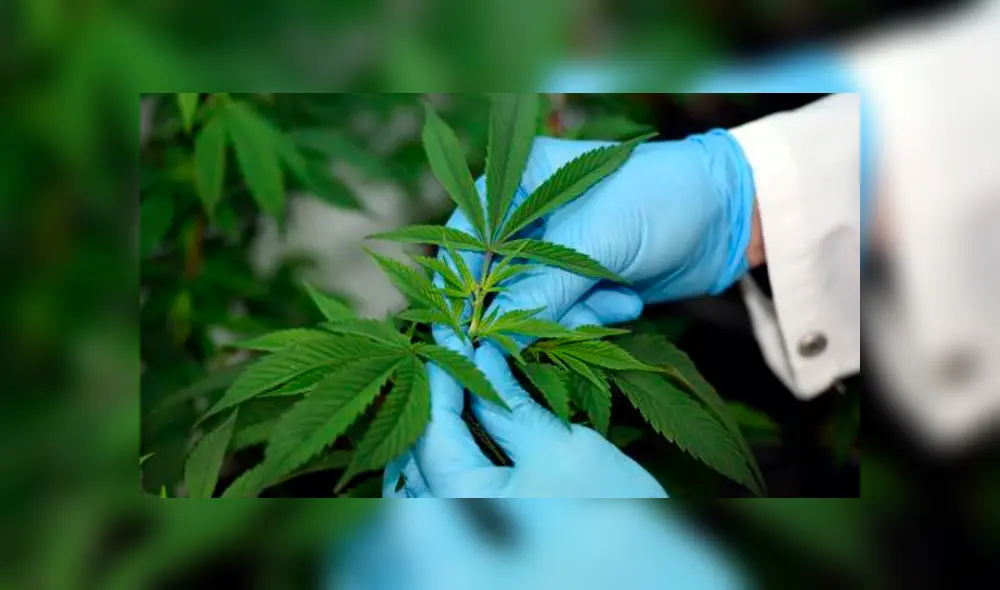 Cannabis para uso medicinal se venderá solo en farmacias y no por internet Cannabis para uso medicinal se venderá solo en farmacias y no por internet