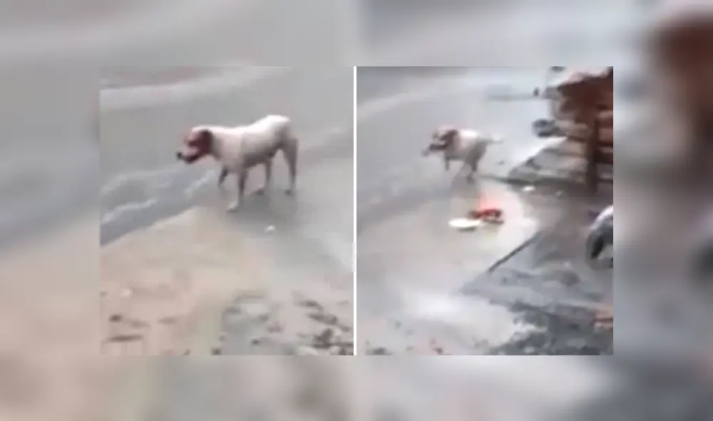 YouTube viral: perro callejero conmueve las redes al recoger la basura en plena lluvia.