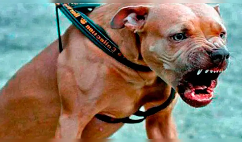 Familiares de menor exigen que dueño de mascota se haga responsable.