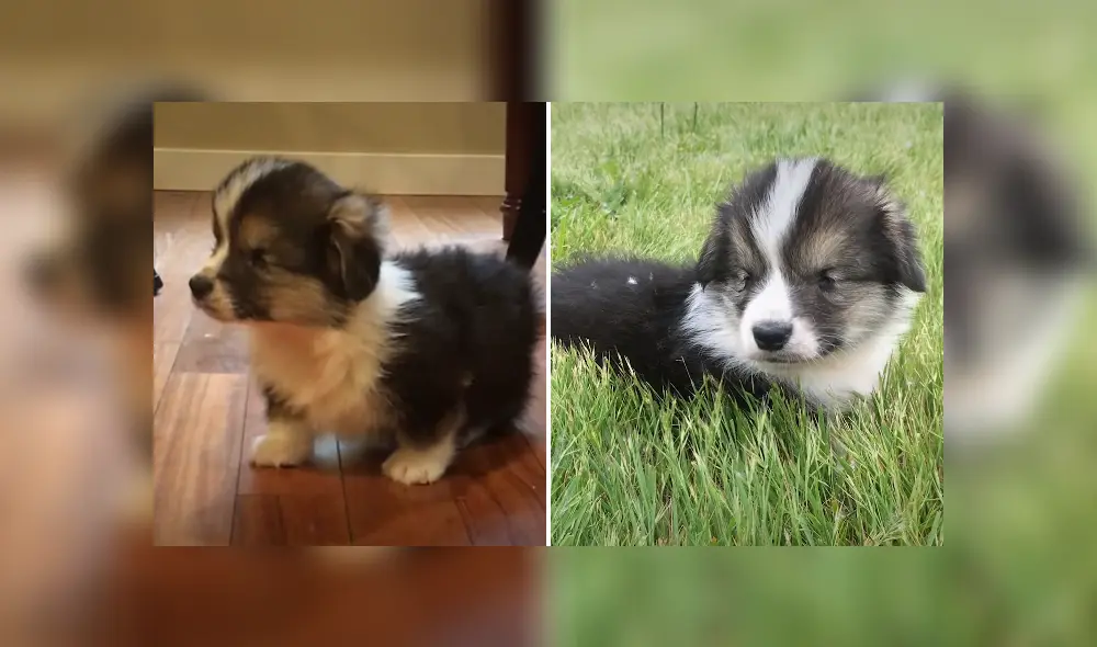 El can fue adoptado cuando era apenas un pequeño cachorro. Foto: YouTube El can fue adoptado cuando era apenas un pequeño cachorro. Foto: YouTube