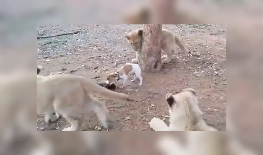 YouTube viral: filman a perro defendiendo su comida de tres pequeños leones [VIDEO]