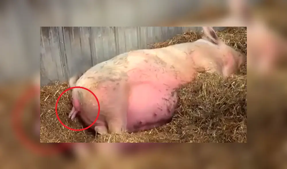 YouTube viral: cerda sorprende al mundo al dar a luz a 13 adorables puerquitos [VIDEO]
