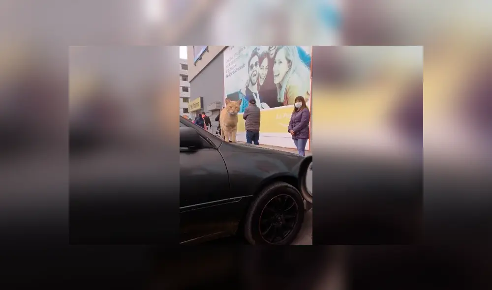Desliza las imágenes hacia la izquierda para conocer la tierna acción de un hombre con un gato callejero. Fotocaptura: YouTube.